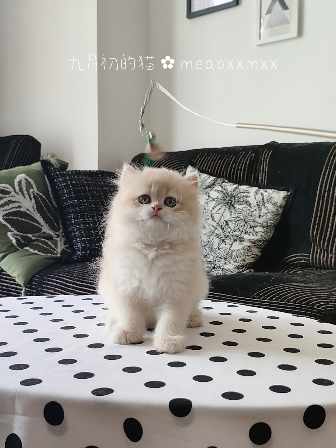 12色紫金渐层妹妹